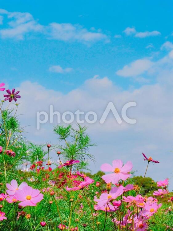 空とコスモス畑 花,秋桜,自然の写真素材