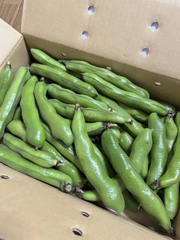 箱いっぱいに並んだ新鮮なそらまめ 空豆,豆,野菜の写真素材