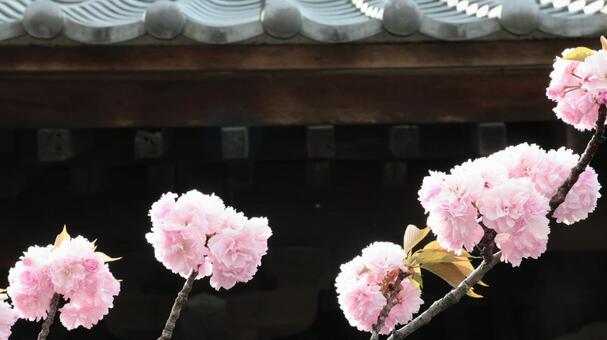 ボタン桜、春を告げる ボタン桜、春を告げる bamboo,ecology,gardenの写真素材