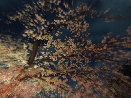 Mysterious Cherry Blossoms, JPG Mysterious Cherry Blossoms, JPG