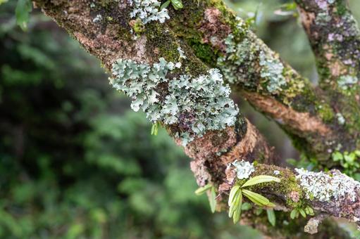 老木に生える苔類 老木に生える苔類 老木,枯れる,湿度の写真素材