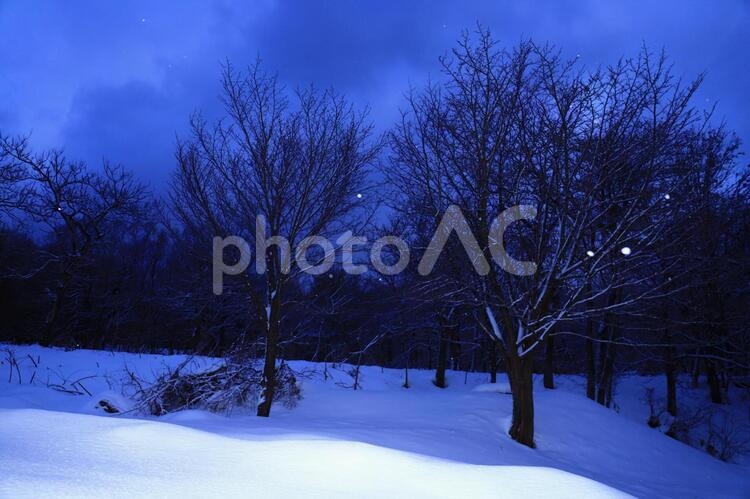冬の樹その4 雪,冬,枝の写真素材