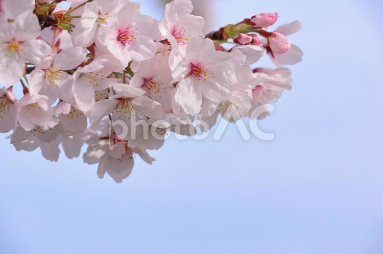 桜の花　春のイメージ 桜,花,ソメイヨシノの写真素材
