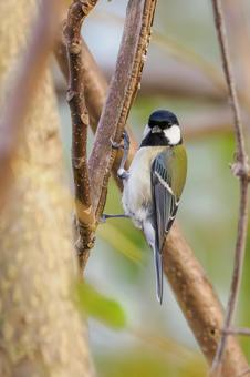シジュウカラ(168) 野鳥,鳥,シジュウカラの写真素材