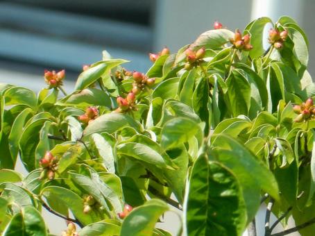 【花の写真】ハナミズキの実 【花の写真】ハナミズキの実 ハナミズキ,花水木,実の写真素材