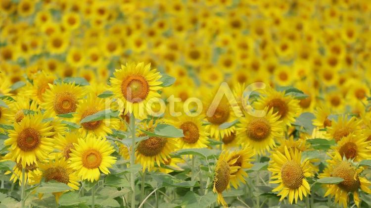 ひまわり畑一面に咲く夏のヒマワリの花 ひまわり,夏,ひまわり畑の写真素材