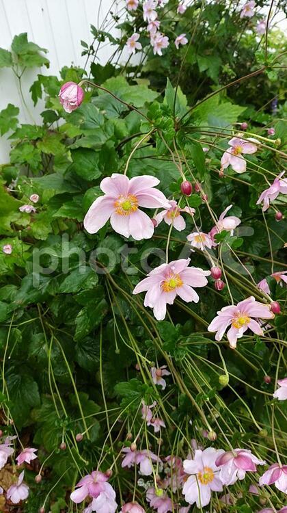 シュウメイギク 秋明菊,キブネギク,貴船菊の写真素材