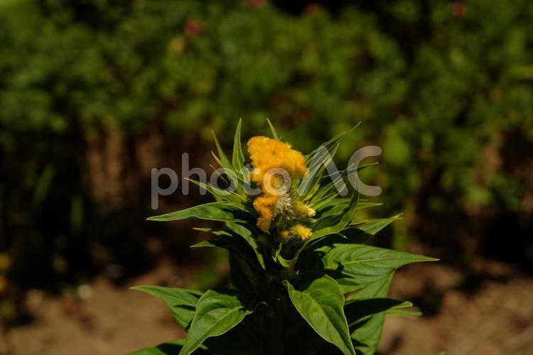 昔懐かしい、鶏頭の花、淡いオレンジでした 花,鶏頭,オレンジの写真素材