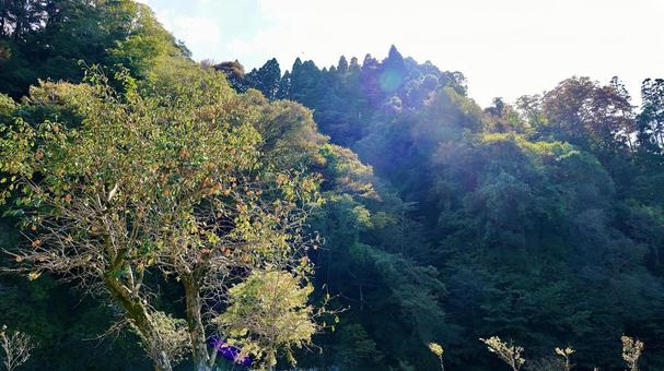 養老渓谷喜楽里(きらり)の老川路頭の紅葉 養老渓谷喜楽里(きらり)の老川路頭の紅葉の写真