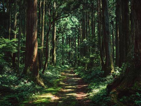 癒やしの森の風景 癒やしの森の風景の写真