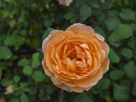 やわらかな光に咲くオレンジの薔薇 やわらかな光に咲くオレンジの薔薇の写真