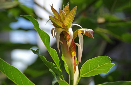 アコウ アコウ,赤榕,赤秀の写真素材