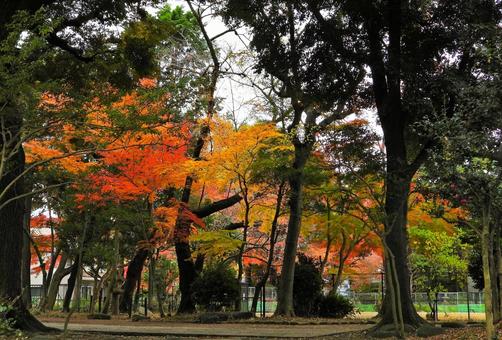 紅葉 紅葉の写真