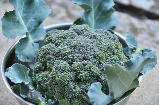 収穫できた 収穫できた 夏野菜,新鮮,ブロッコリーの写真素材