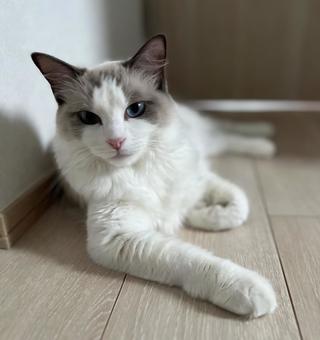 ガタイがよく見えるラグドール ガタイがよく見えるラグドールの写真