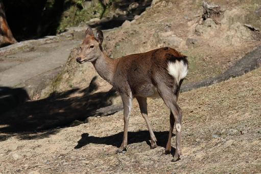奈良公園の野生のシカのいる風景 奈良公園,野生,シカの写真素材
