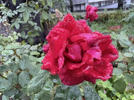水が滴る赤い薔薇　アップ2 バラ,花,風景の写真素材