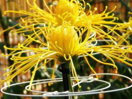 菊③ 菊③の写真