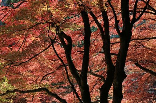 奥津渓紅葉　４ 渓谷,奥津渓,紅葉の写真素材