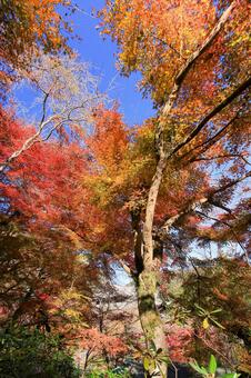 長谷寺 長谷寺,御影堂,ならたびの写真素材