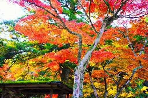 日本三景宮島紅葉谷公園の紅葉 宮島,廿日市市,厳島の写真素材