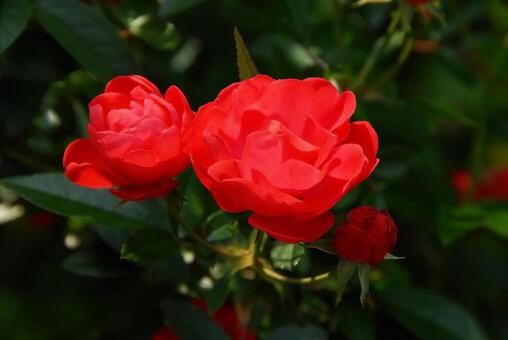 可愛い小さな赤いミニバラ 可愛い小さな赤いミニバラ,植物,バラの写真素材