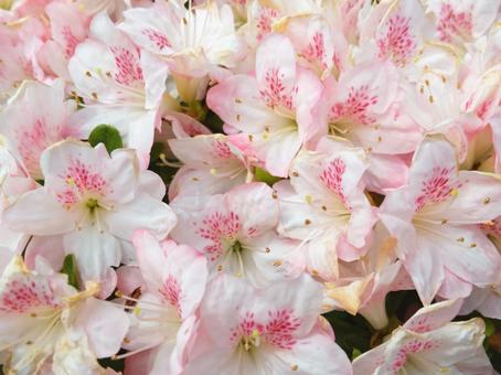 Photo, flower, azalea, pink, 