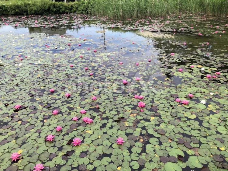 木崎湖に咲く睡蓮　長野県大町市 木崎湖,睡蓮,スイレンの写真素材