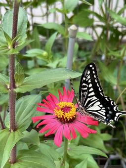 赤い花とアゲハチョウ 赤い花とアゲハチョウの写真