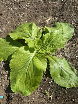 市民農園の白菜の栽培 市民農園の白菜の栽培 白菜,やさい,食べ物の写真素材