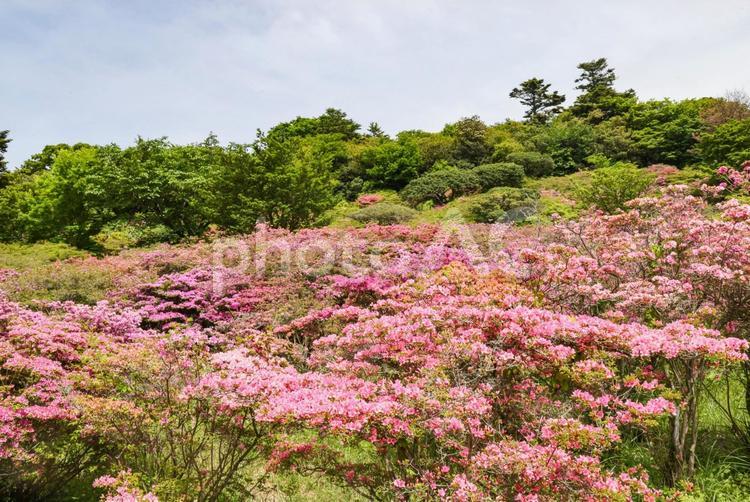 雲仙宝原つつじ公園のミヤマキリシマ ミヤマキリシマ,ツツジ,キリシマツツジの写真素材
