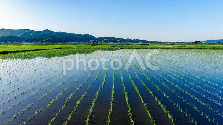 田植え直後の水面に映る緑の稲 田んぼ,田植え,稲の写真素材