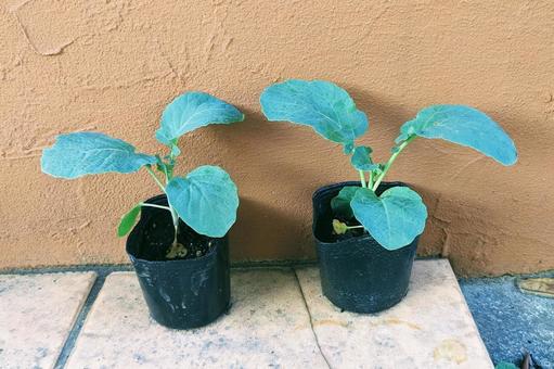 ブロッコリーの苗木 ブロッコリー,苗木,植木鉢の写真素材