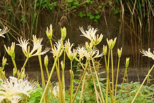 ヒガンバナ 彼岸花,白,植物の写真素材