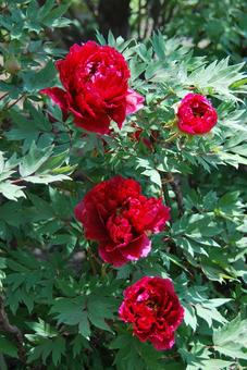 ボタンの花 ボタンの花の写真