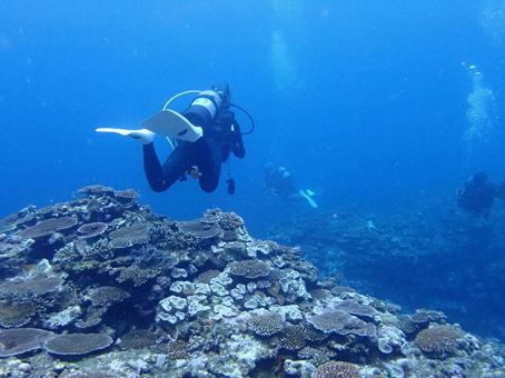 沖縄の海とダイバー ダイバー,ダイビング,海の写真素材