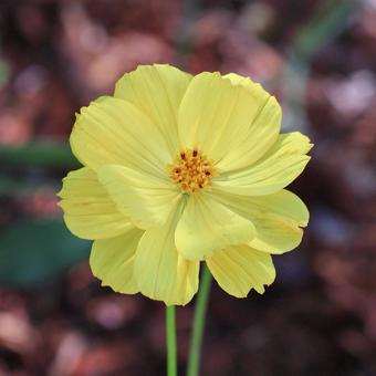 Cosmos 19, JPG