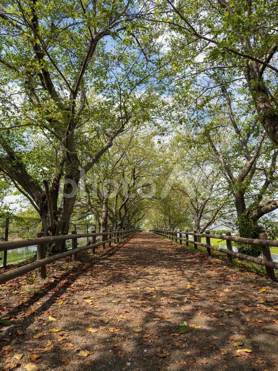 池のほとりの散歩道 晴れ,公園,散歩の写真素材