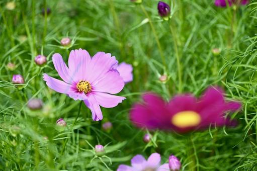 秋桜 コスモス,秋桜,こすもすの写真素材