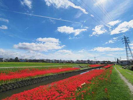 青空と彼岸花 青空と彼岸花の写真