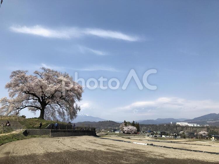 桜のある風景 木,風景,空の写真素材