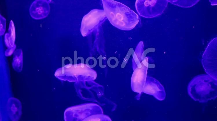 水族館のクラゲ クラゲ,水族館,紫の写真素材