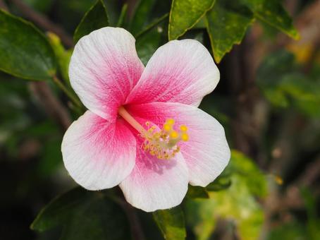 hibiscus, JPG