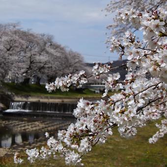 お花見シーズン。 お花見シーズン。 ソメイヨシノ,桜並木,春の写真素材