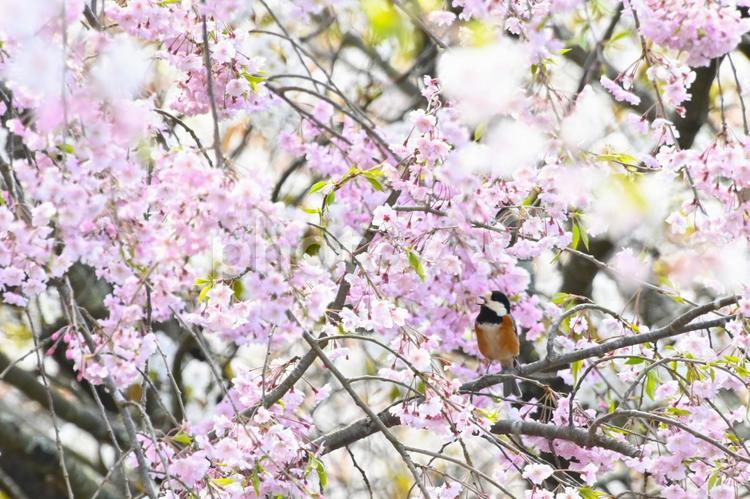 桜の花とヤマガラ 桜,花,満開の写真素材