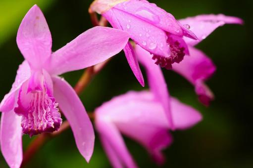 5月上旬の庭の雨上がりのシランの花 5月上旬の庭の雨上がりのシランの花の写真