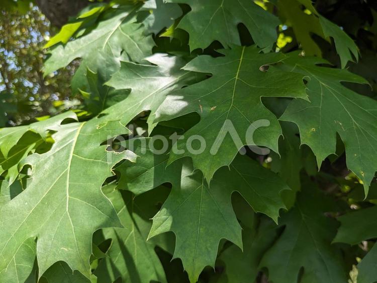 太陽の当たっている木の葉っぱ 葉,植物,背景の写真素材