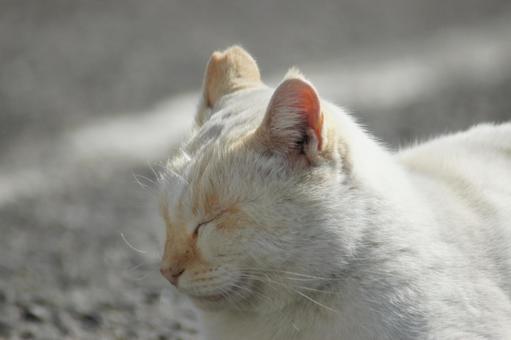 ねこ ねこ のらねこ,にゃんこ,可愛いの写真素材