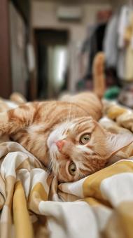 ベッドに寝転ぶ猫 ベッドに寝転ぶ猫の写真