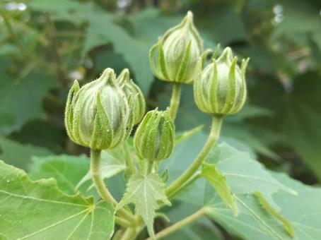 つぼみが膨らみ始めたスイフヨウの写真